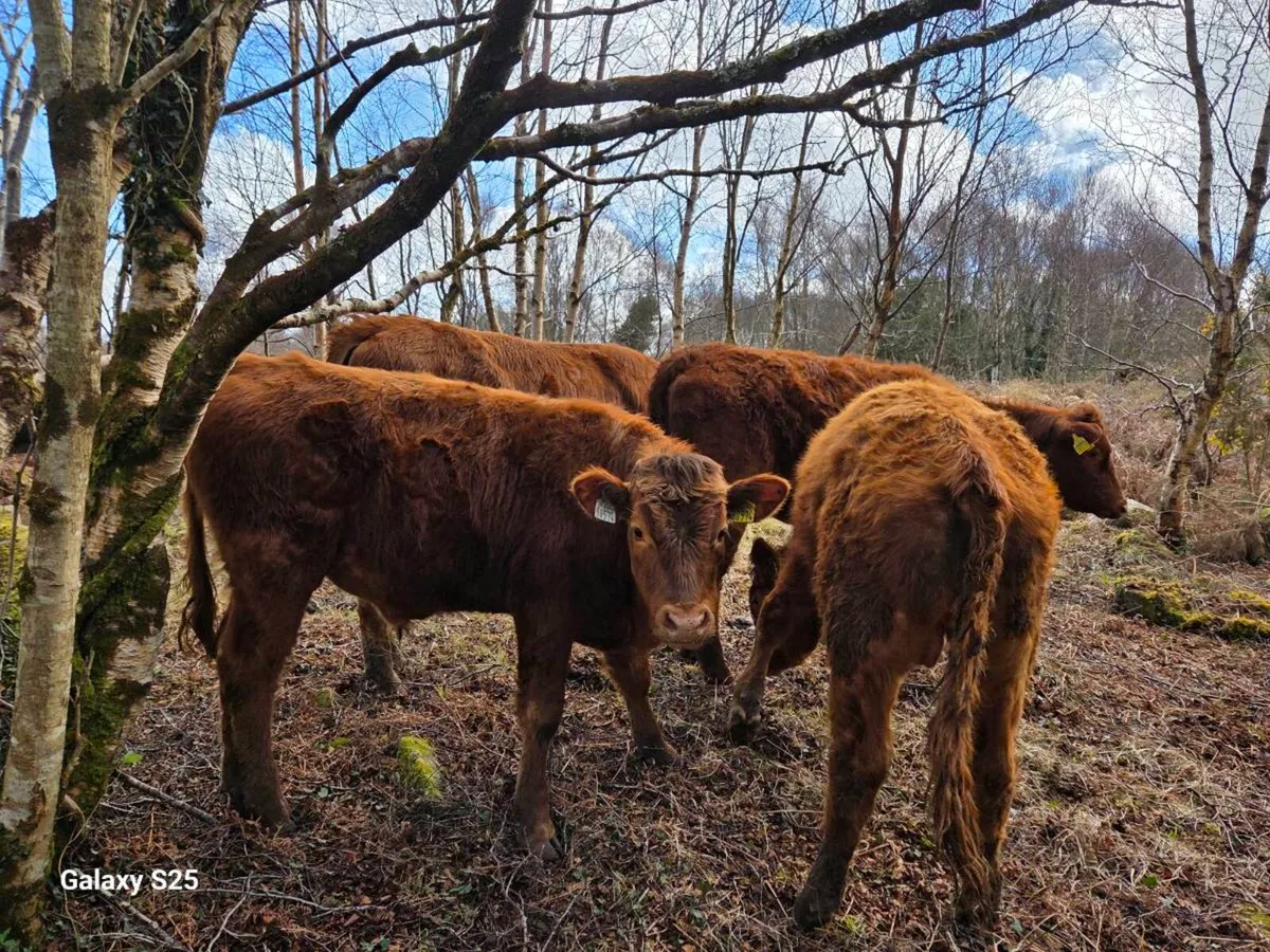 Organic Bullocks - Image 3