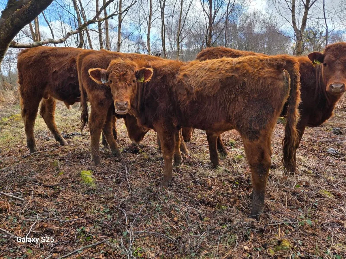 Organic Bullocks - Image 4