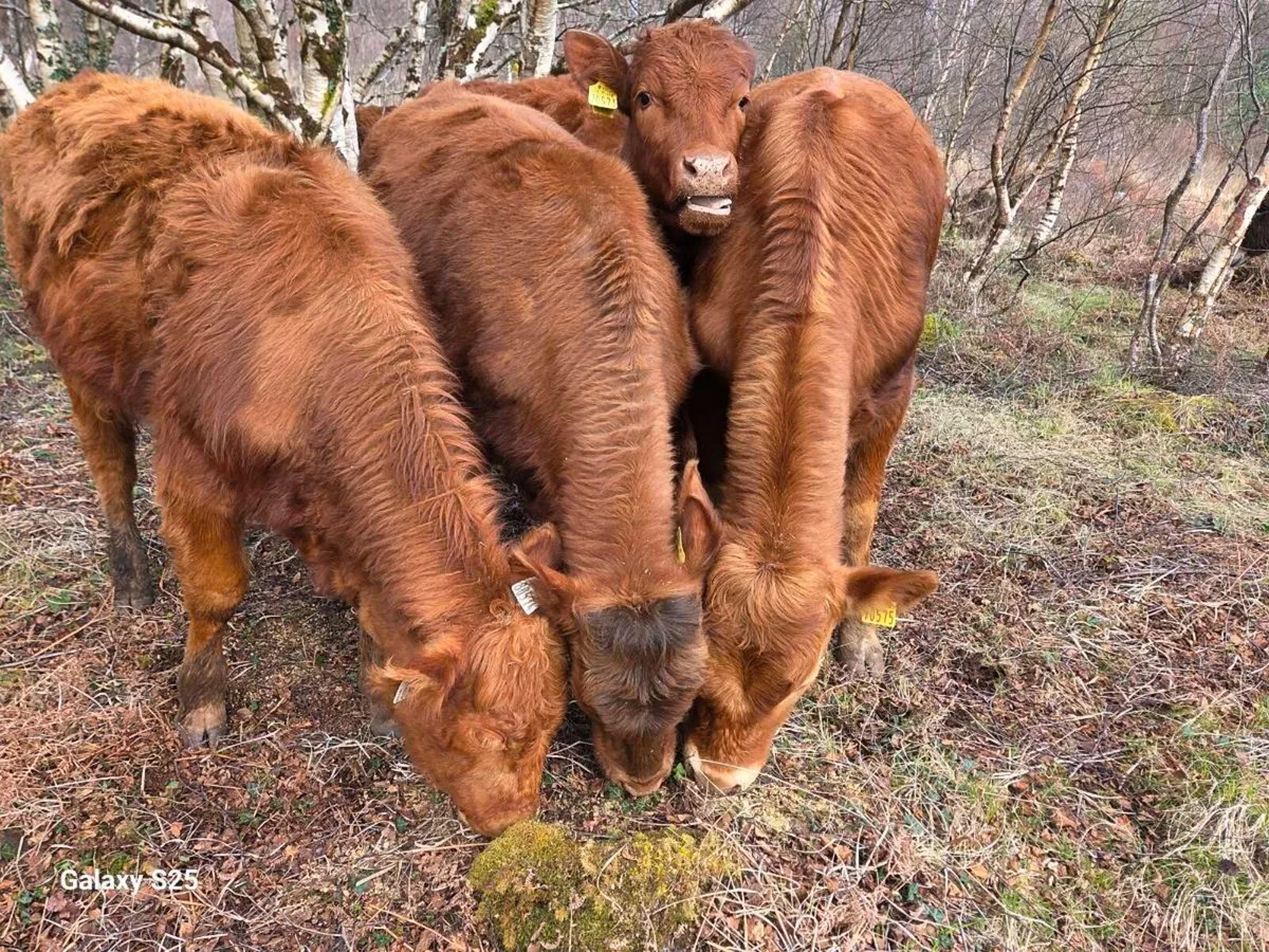 Organic Bullocks - Image 1