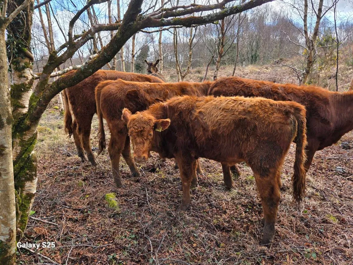 Organic Bullocks - Image 2
