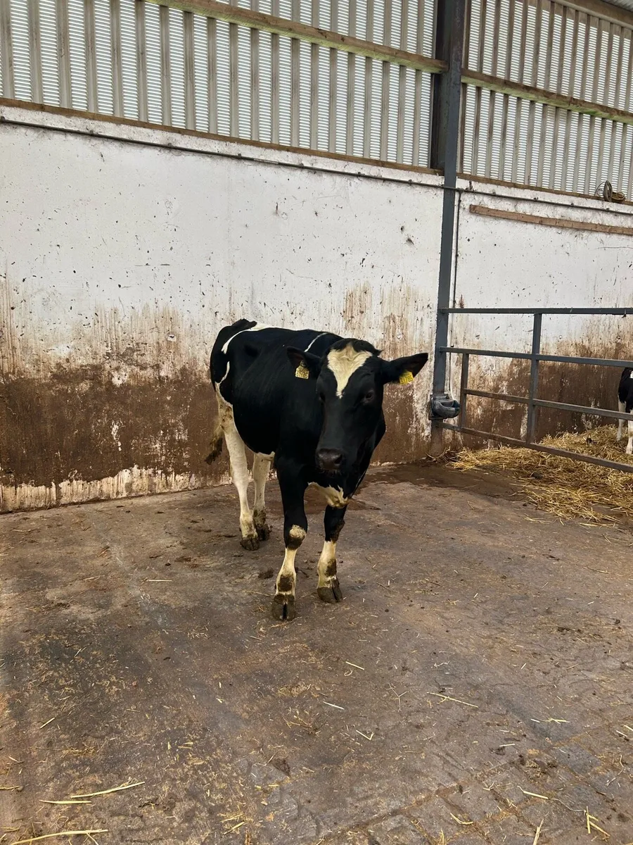 Holstein Friesian - Image 1