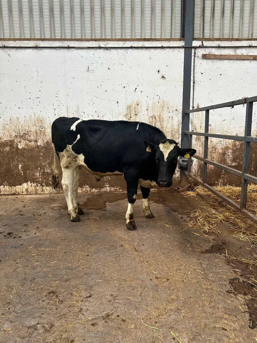 Holstein Friesian - Image 2