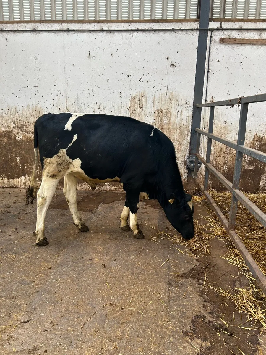 Holstein Friesian - Image 3