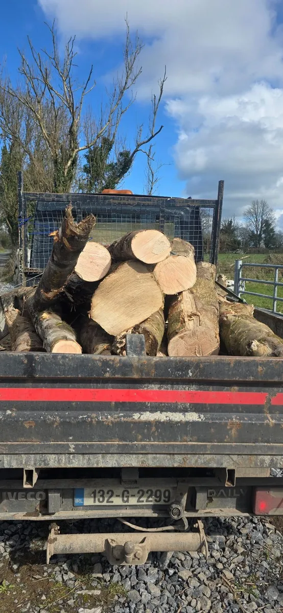 Lenths ash firewood 🔥 - Image 2