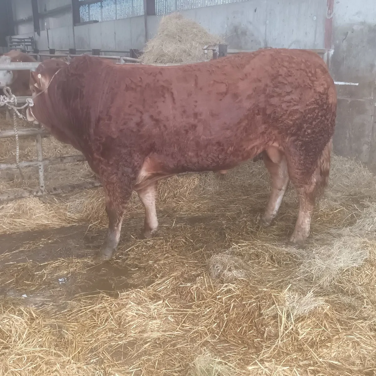 Limousin bulls - Image 1