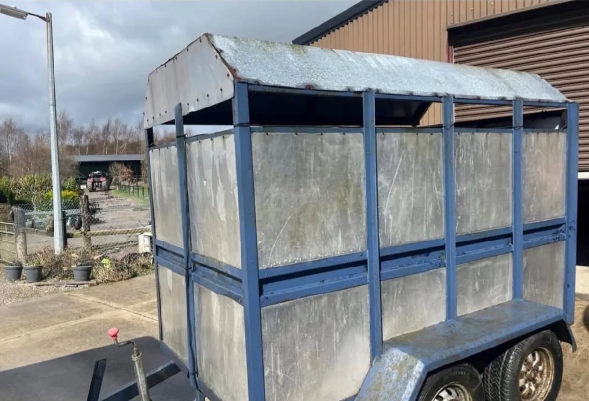 Sheep / Calf Trailer 8 x 5 - Image 2
