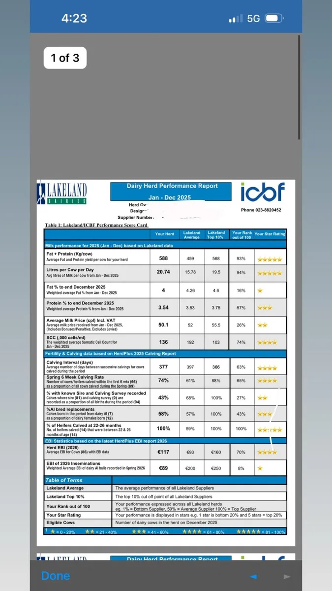Friesian breeding bulls