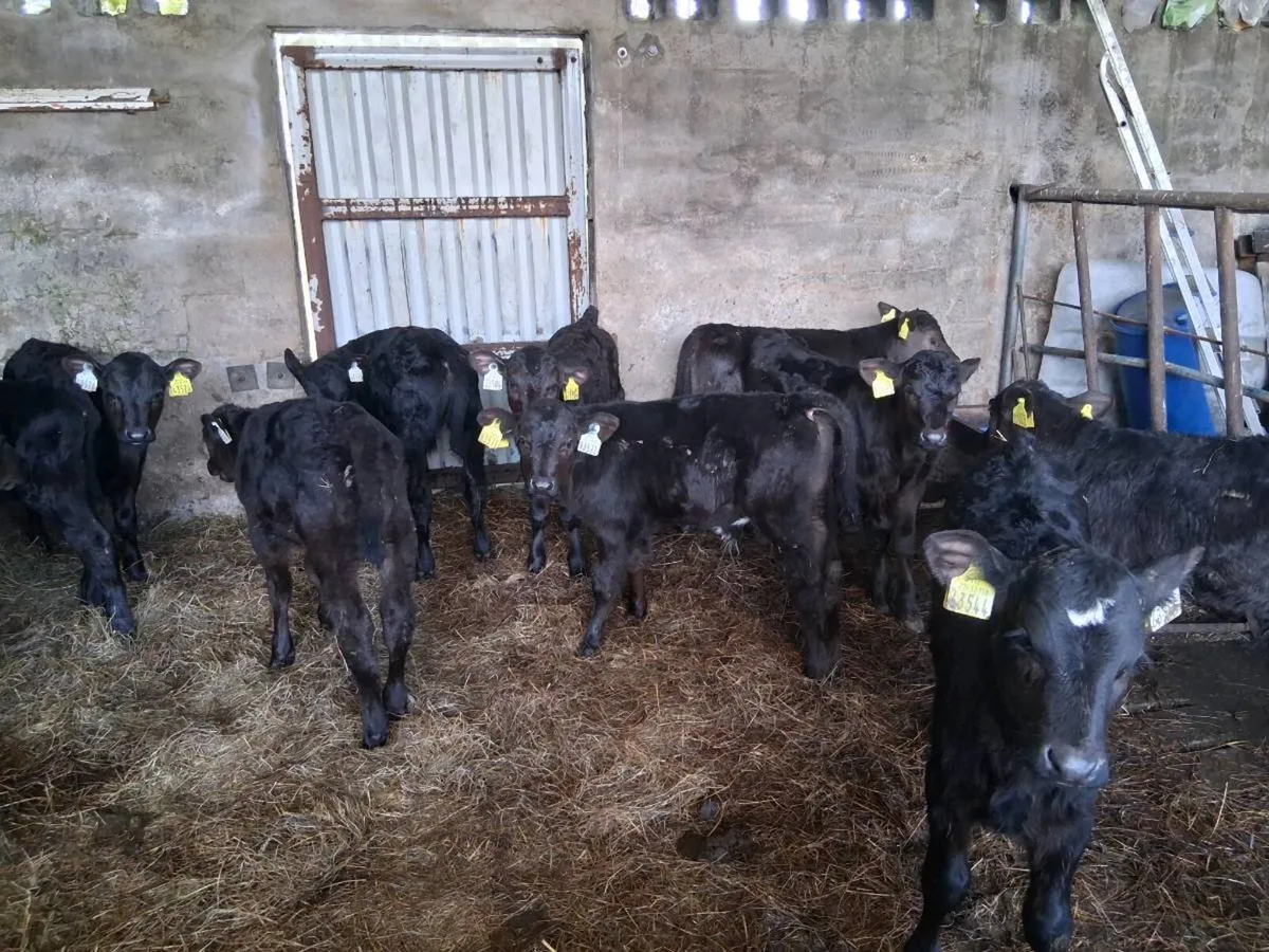 AA calves - Image 3