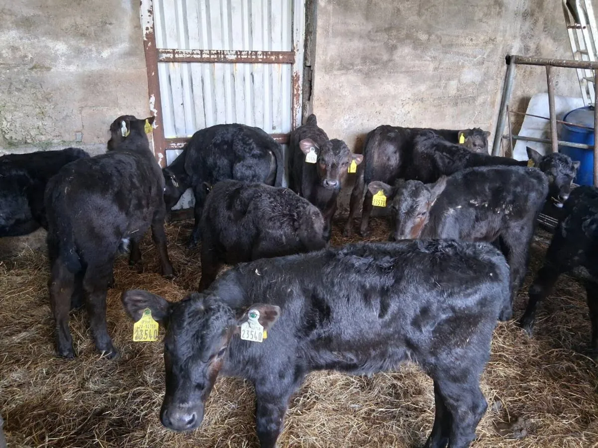 AA calves - Image 4