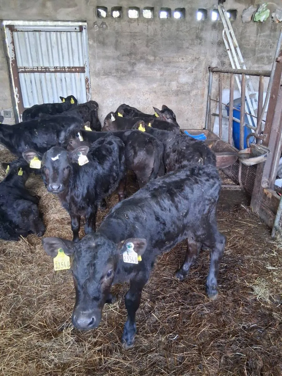 AA calves - Image 1