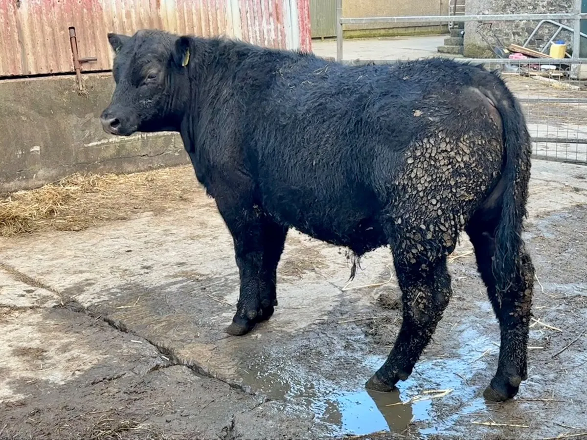 Pedigree Angus Bulls - Image 1
