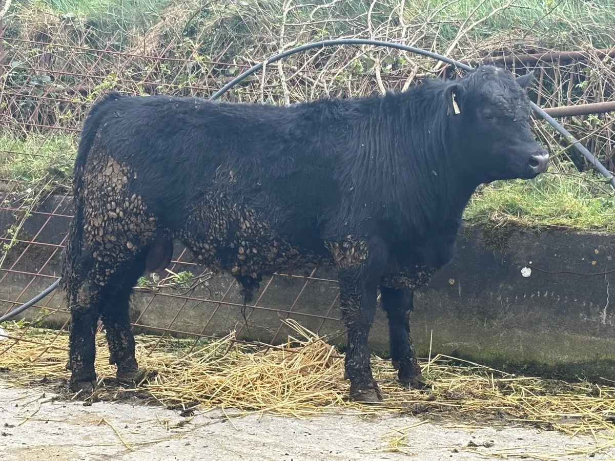 Pedigree Angus Bulls - Image 2