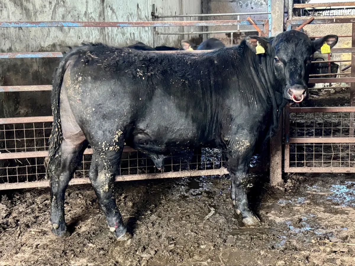 Pedigree Angus Bulls - Image 3