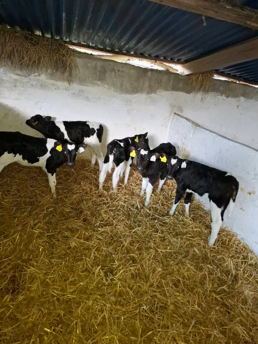 Friesian heifer calves - Image 2