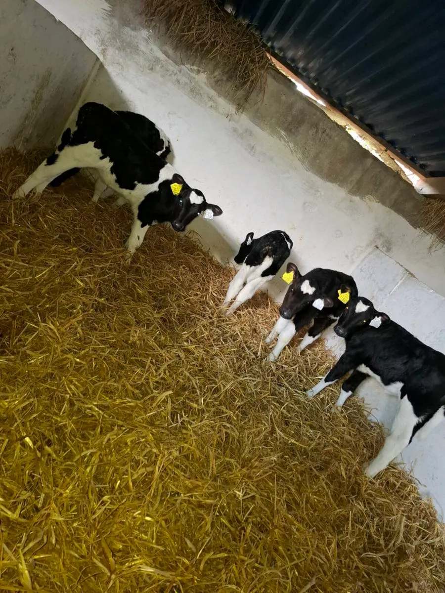 Friesian heifer calves - Image 3
