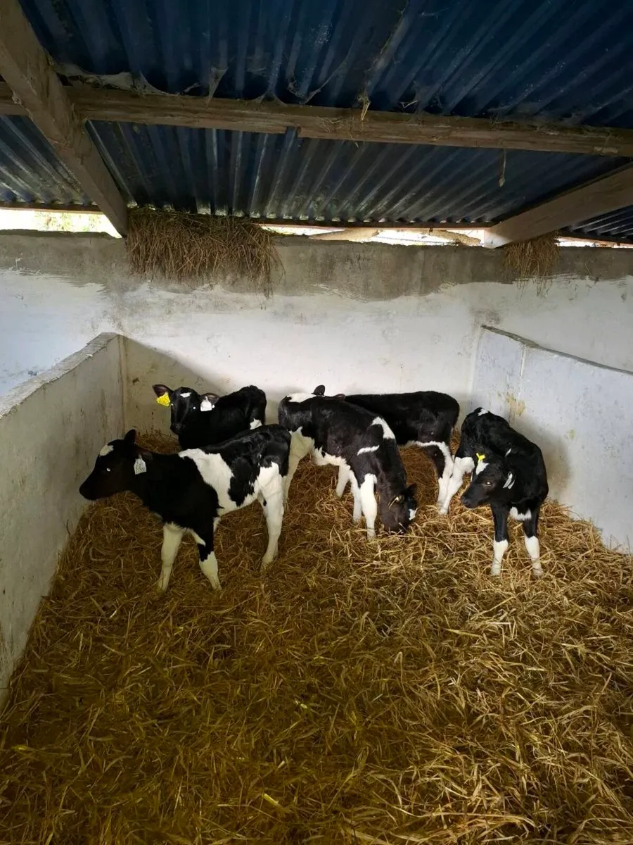Friesian heifer calves - Image 4