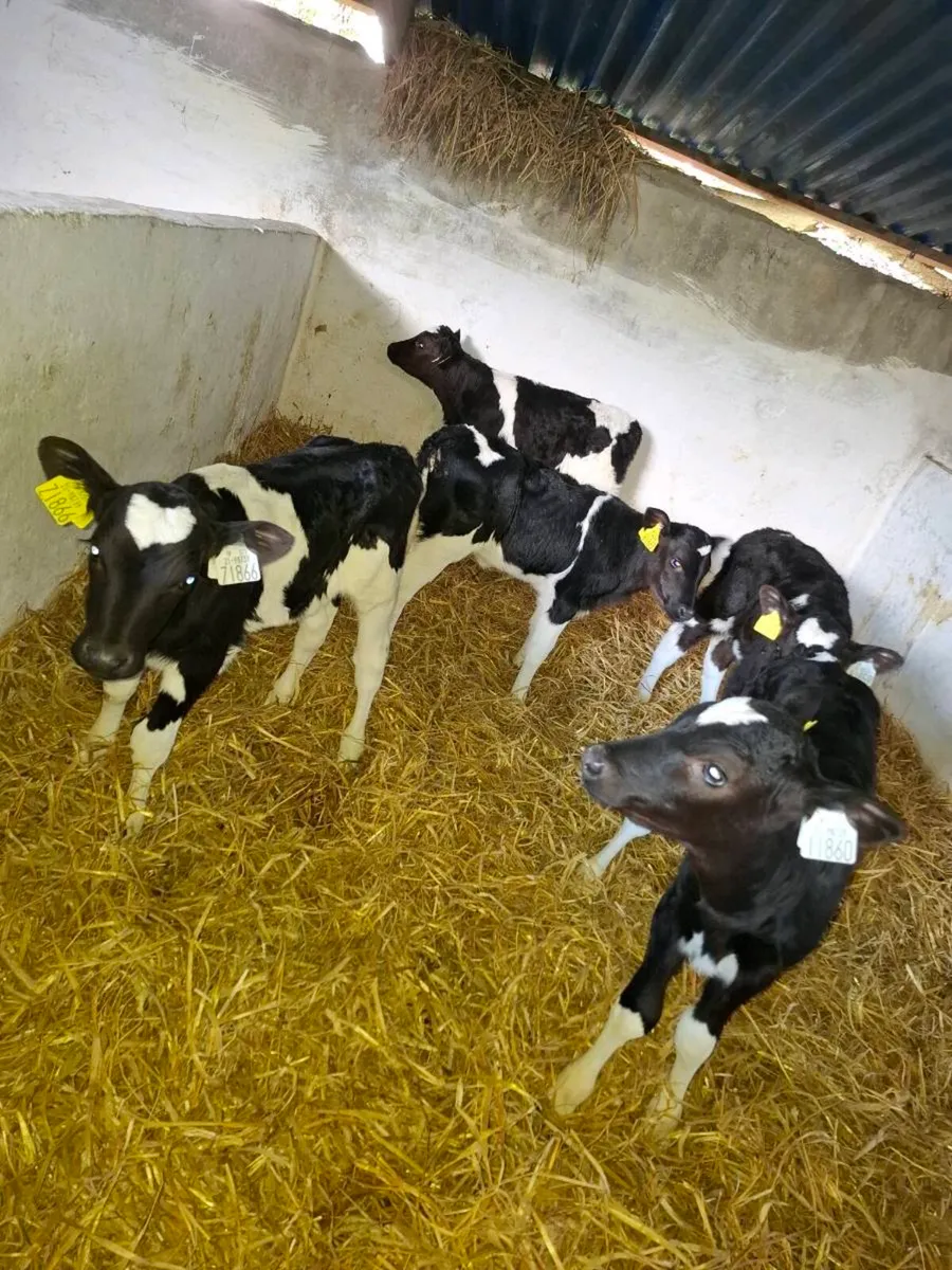 Friesian heifer calves - Image 1