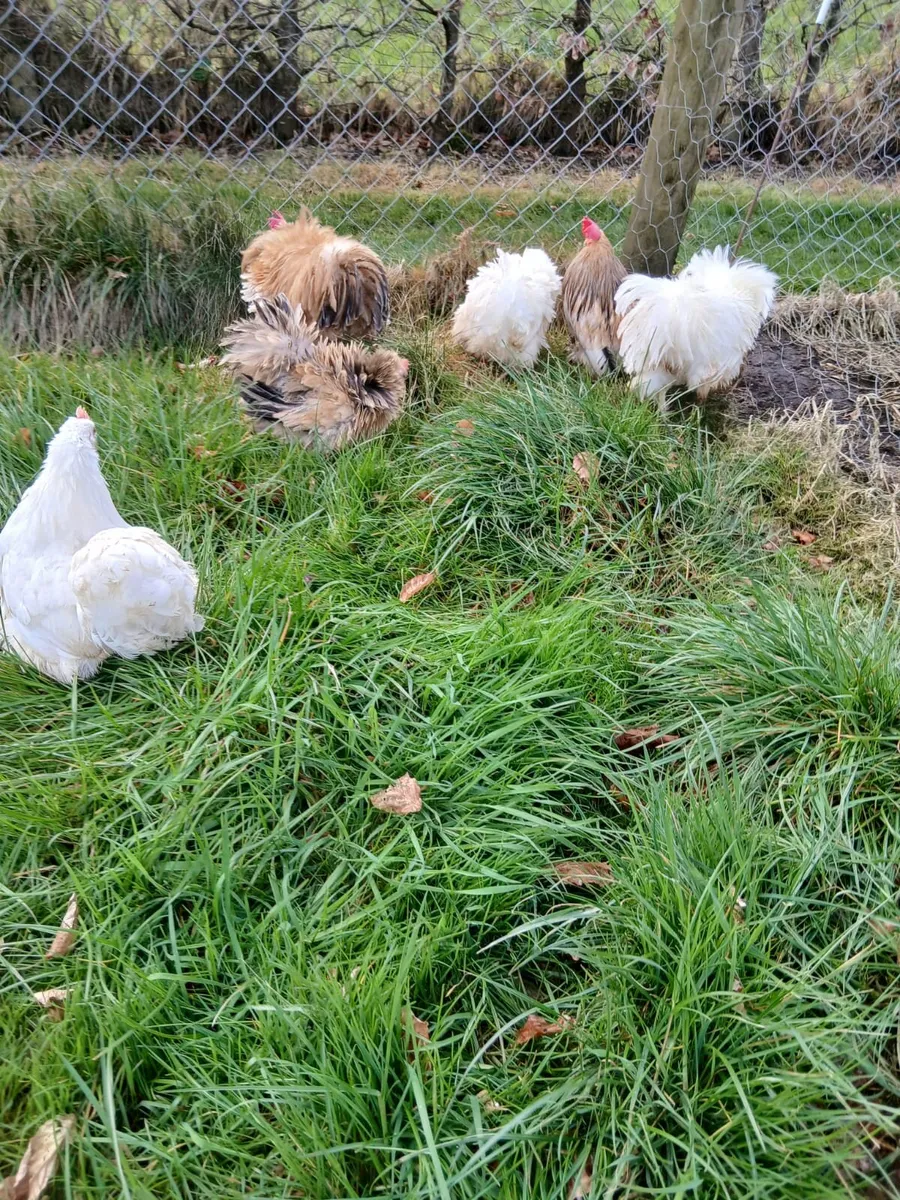 Hens - Image 1