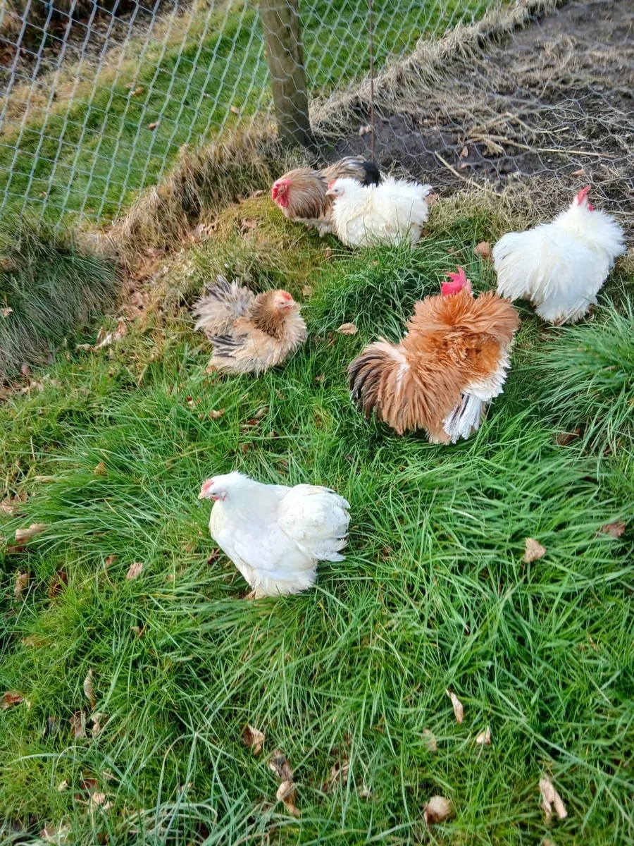 Hens - Image 3