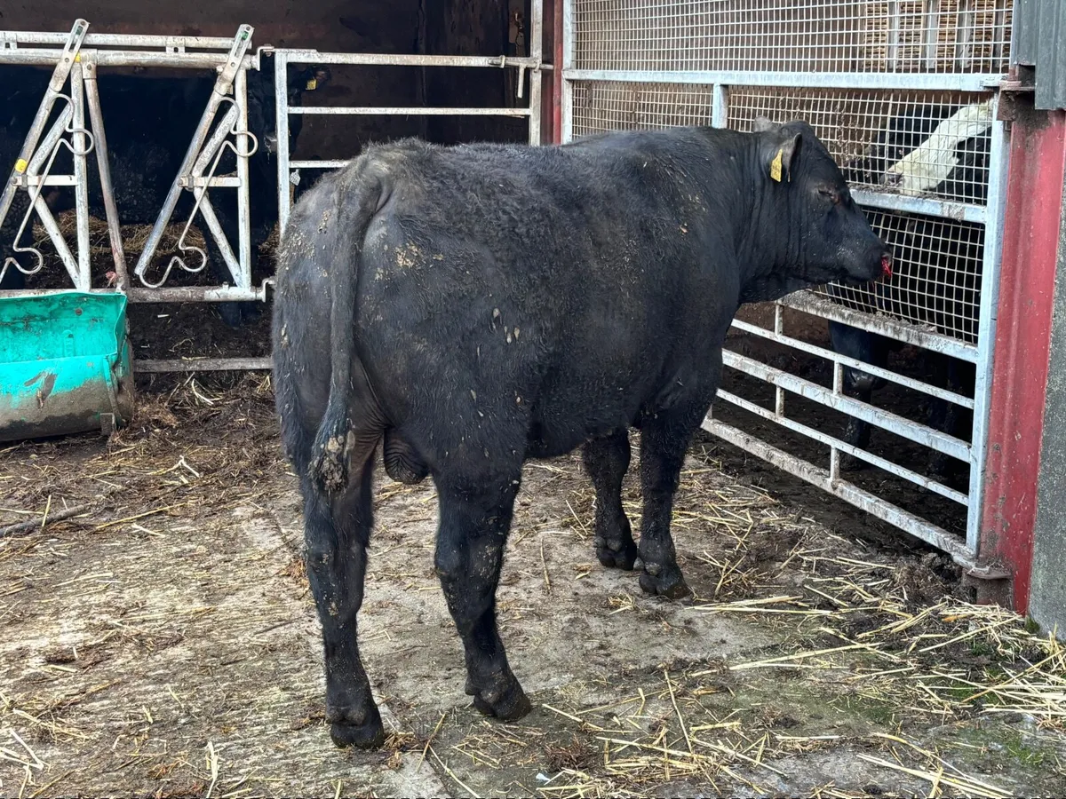 Pedigree Angus Bulls - Image 4