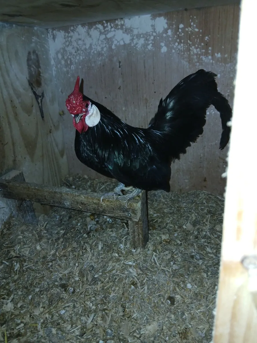 Hens - Image 4