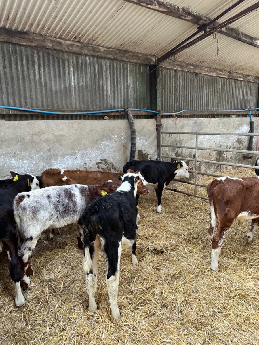 Reared bulls - Image 1