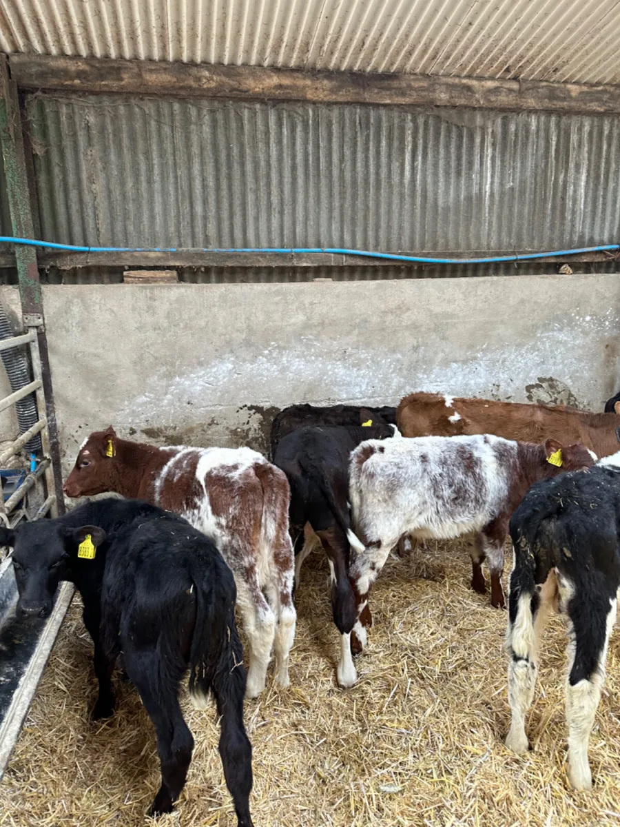 Reared bulls - Image 3