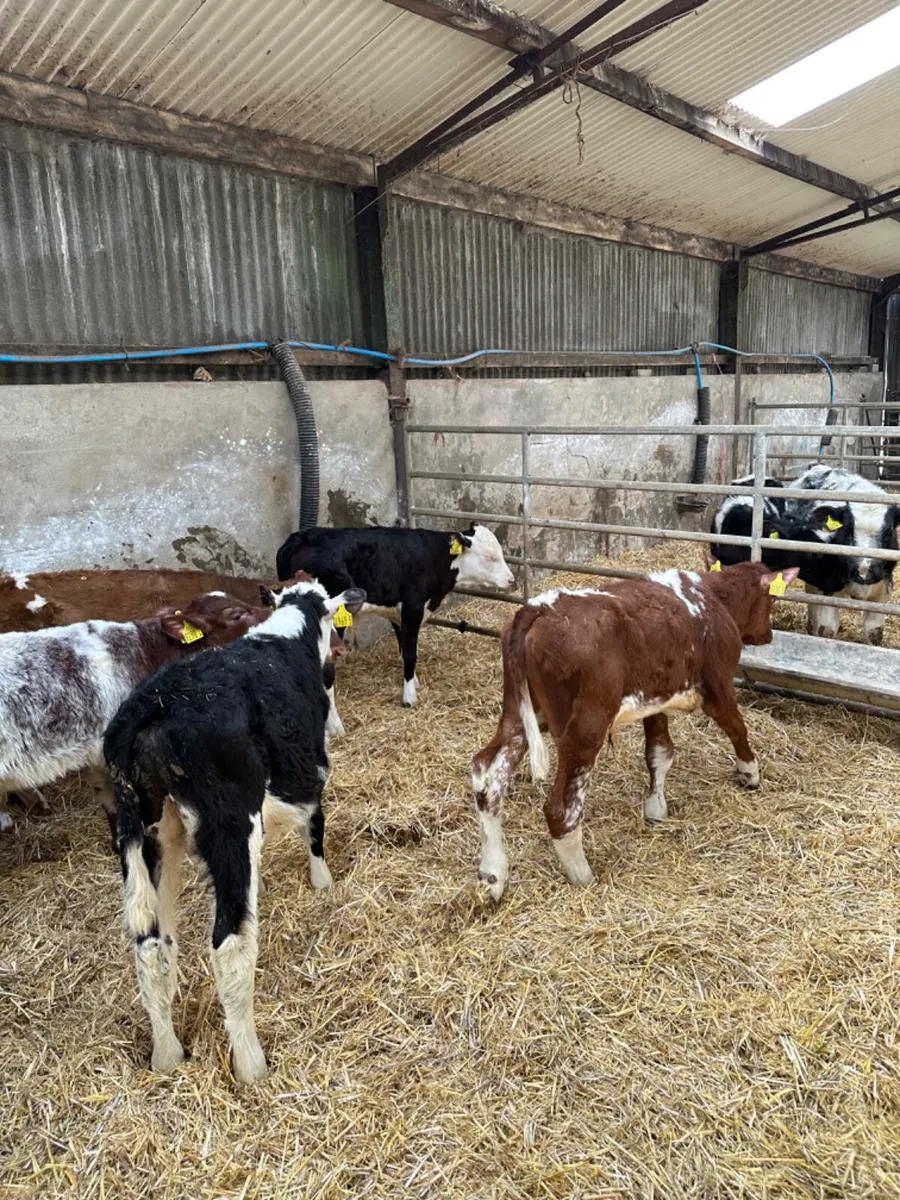 Reared bulls - Image 2