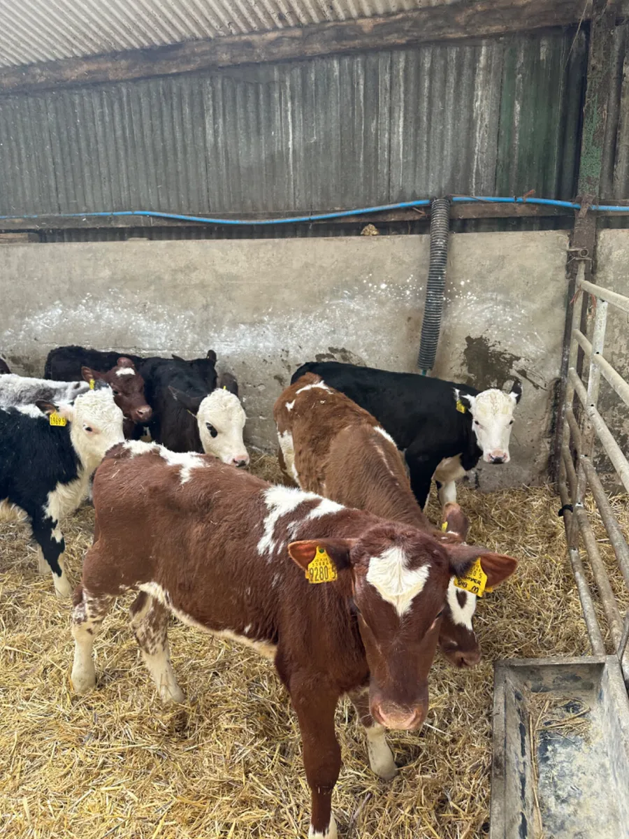 Reared bulls - Image 4