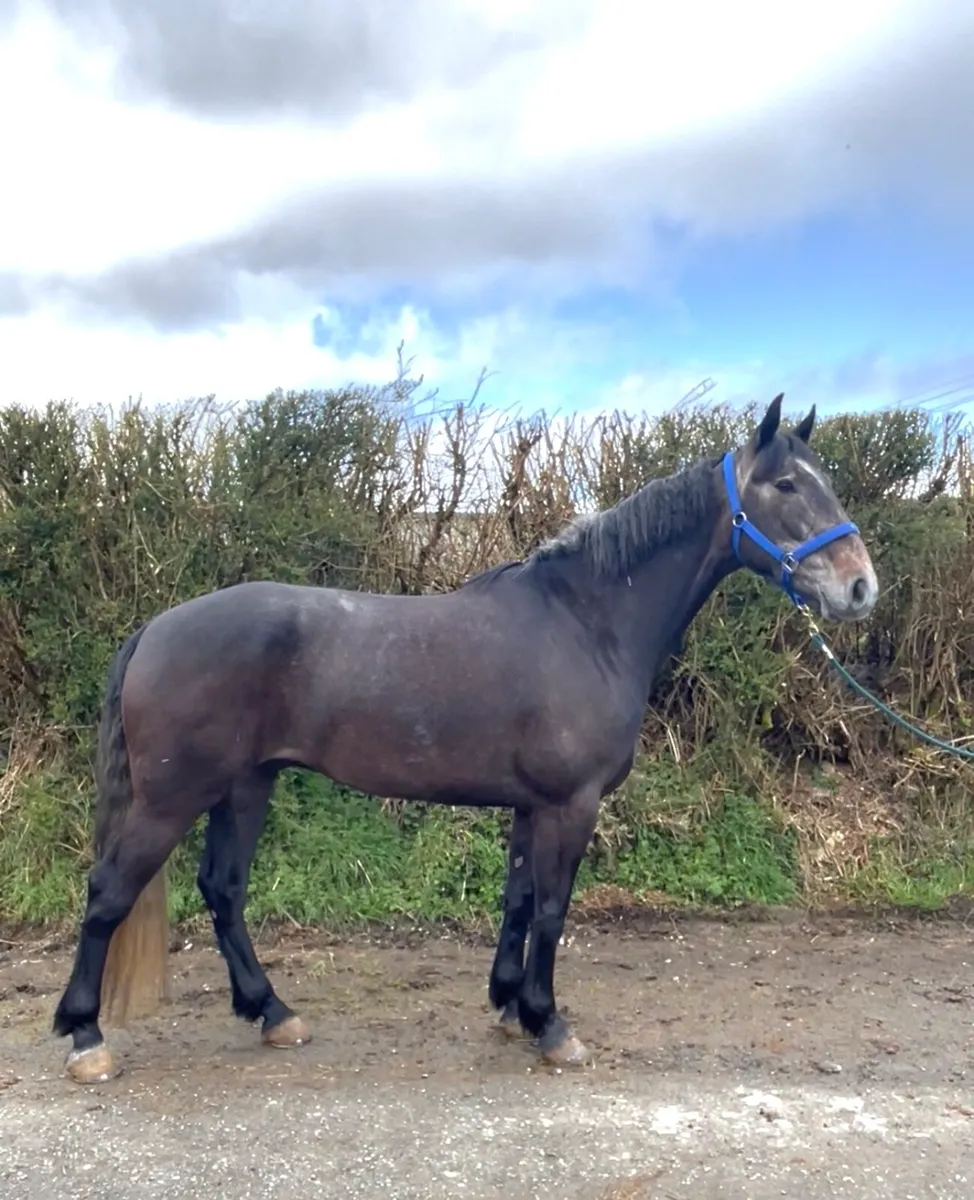 Quality 4 Year Old RID Gelding - Image 1