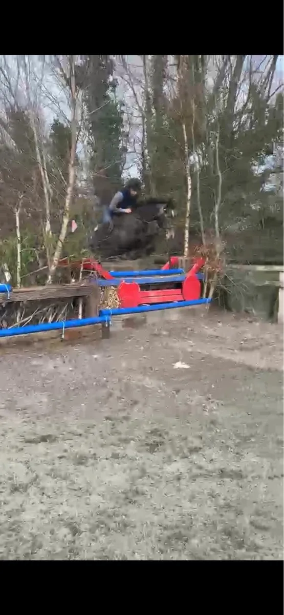 Quality 4 Year Old RID Gelding - Image 3