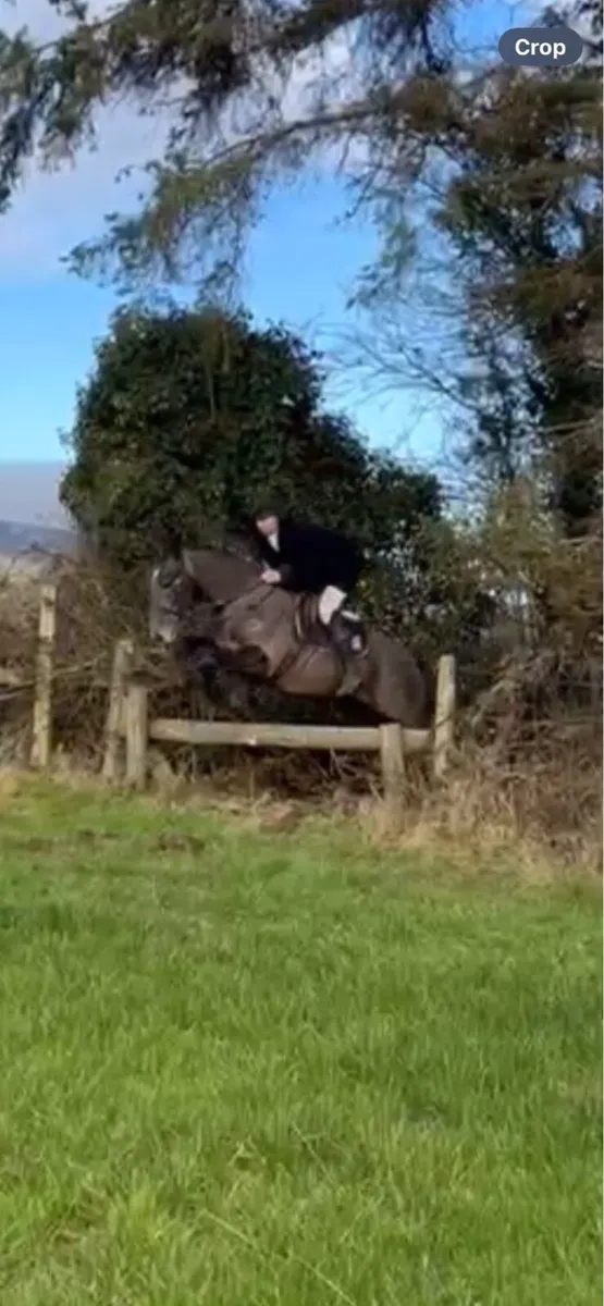 Quality 4 Year Old RID Gelding - Image 4