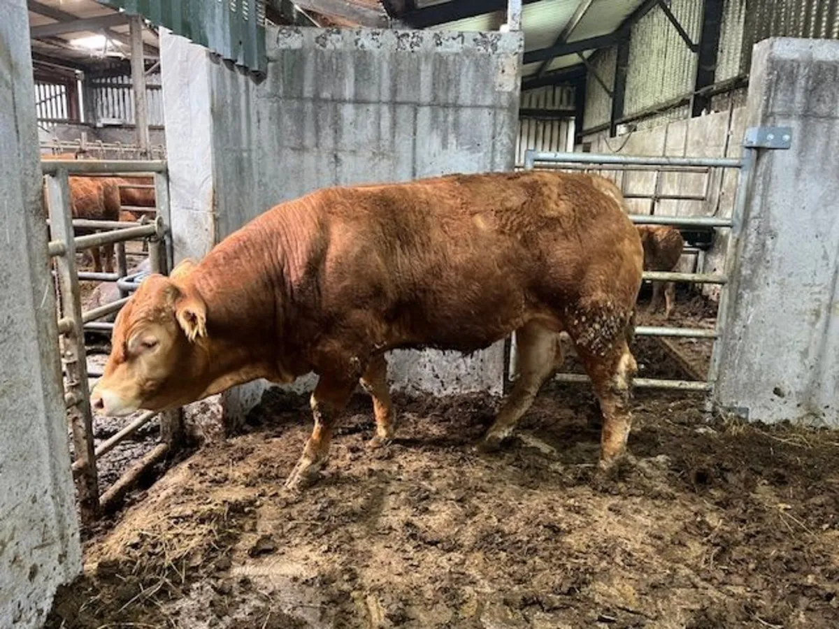 Purebred limousin Bulls - Image 3