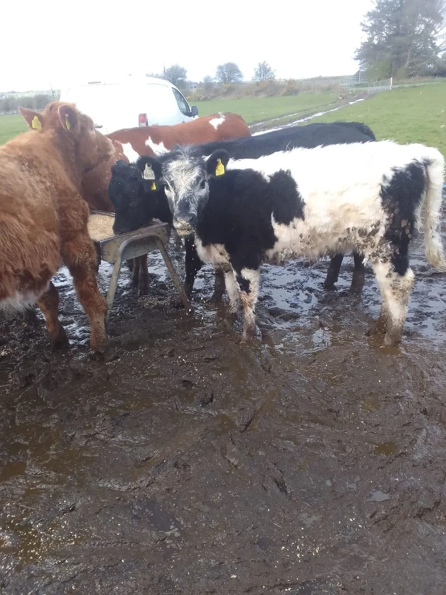 Beef Cattle - Image 1