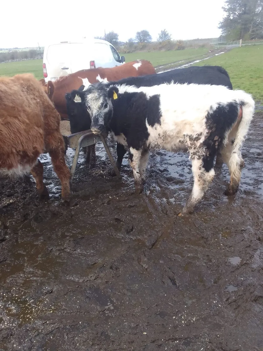 Beef Cattle - Image 2