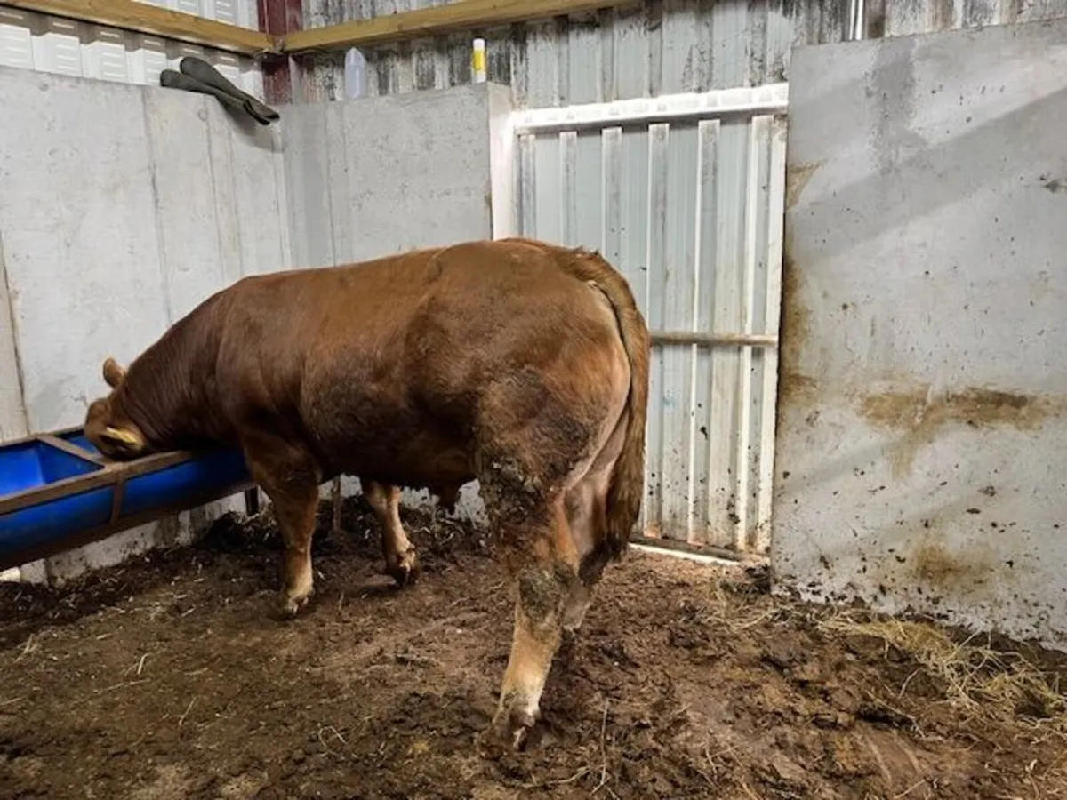 Purebred limousin Bulls - Image 2