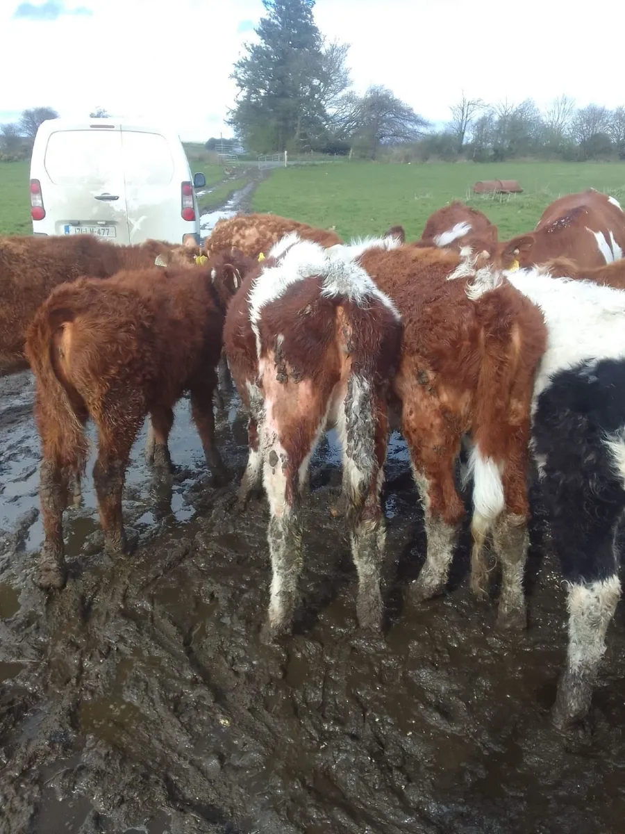 Beef Cattle - Image 3