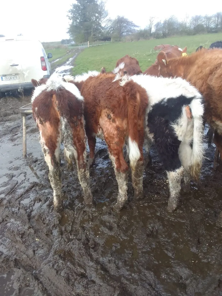 Beef Cattle - Image 4