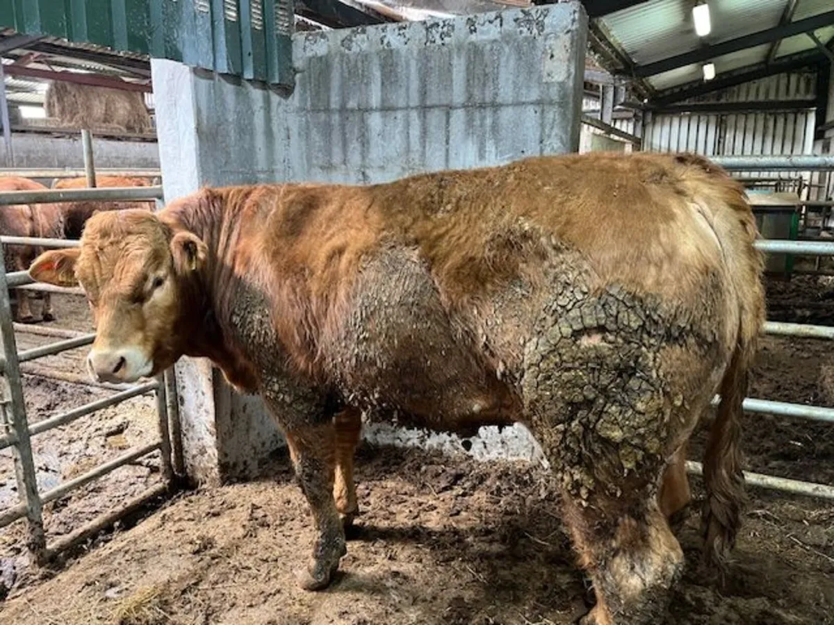 Purebred limousin Bulls - Image 4