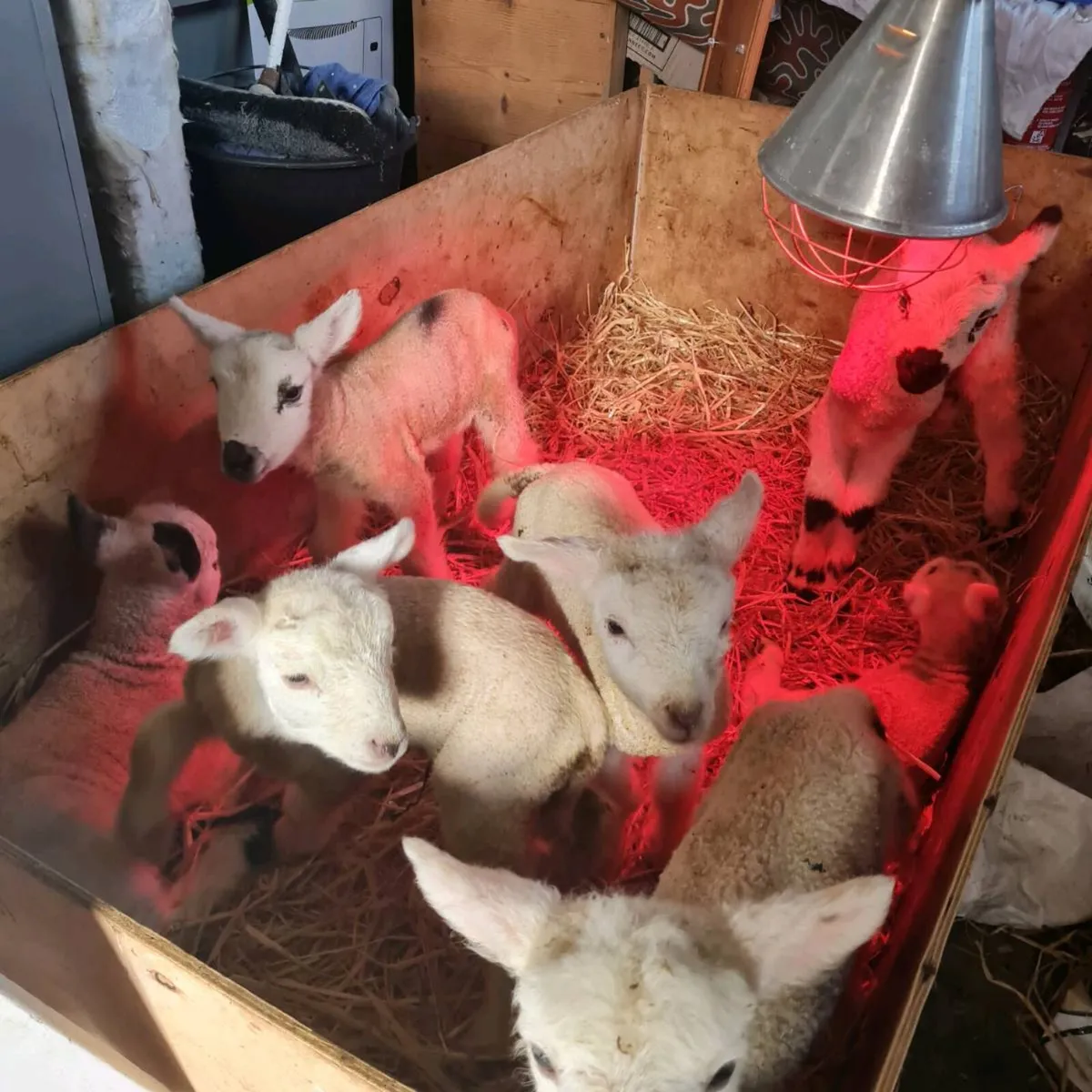 Foster/Pet Lambs - Image 2