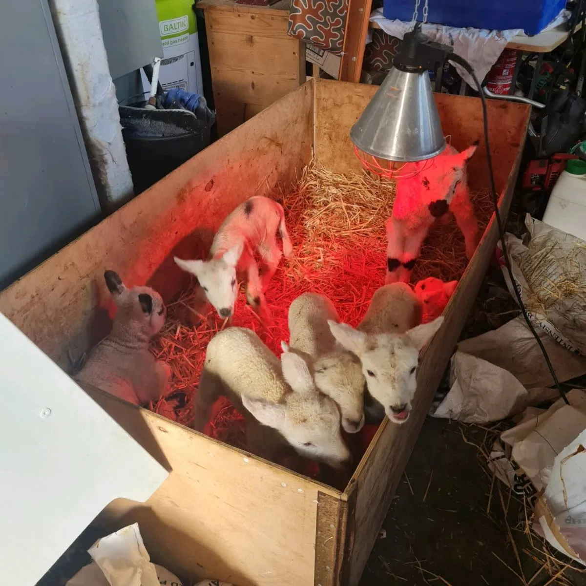 Foster/Pet Lambs - Image 3