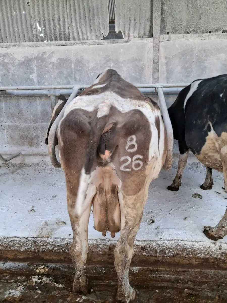 3 Friesian Cows - Image 1