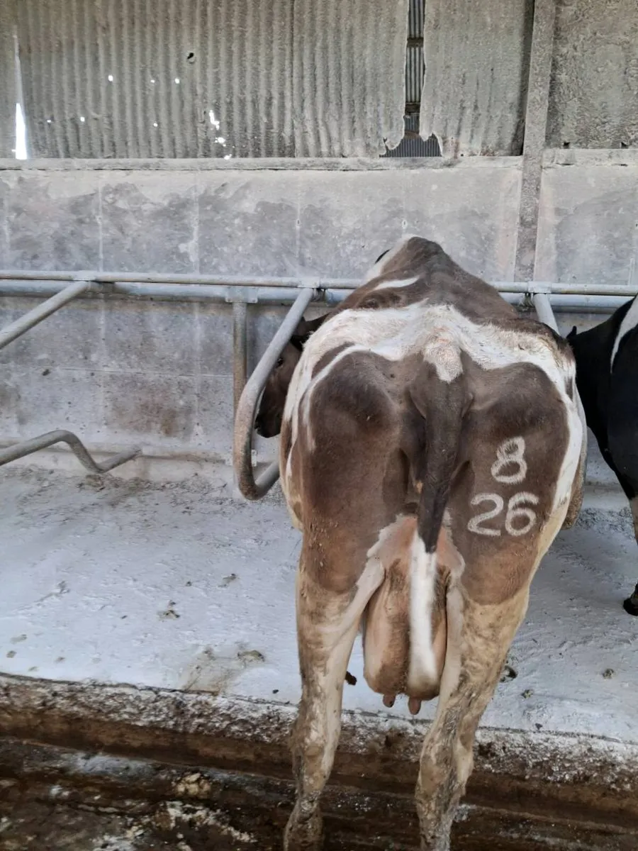 3 Friesian Cows - Image 2