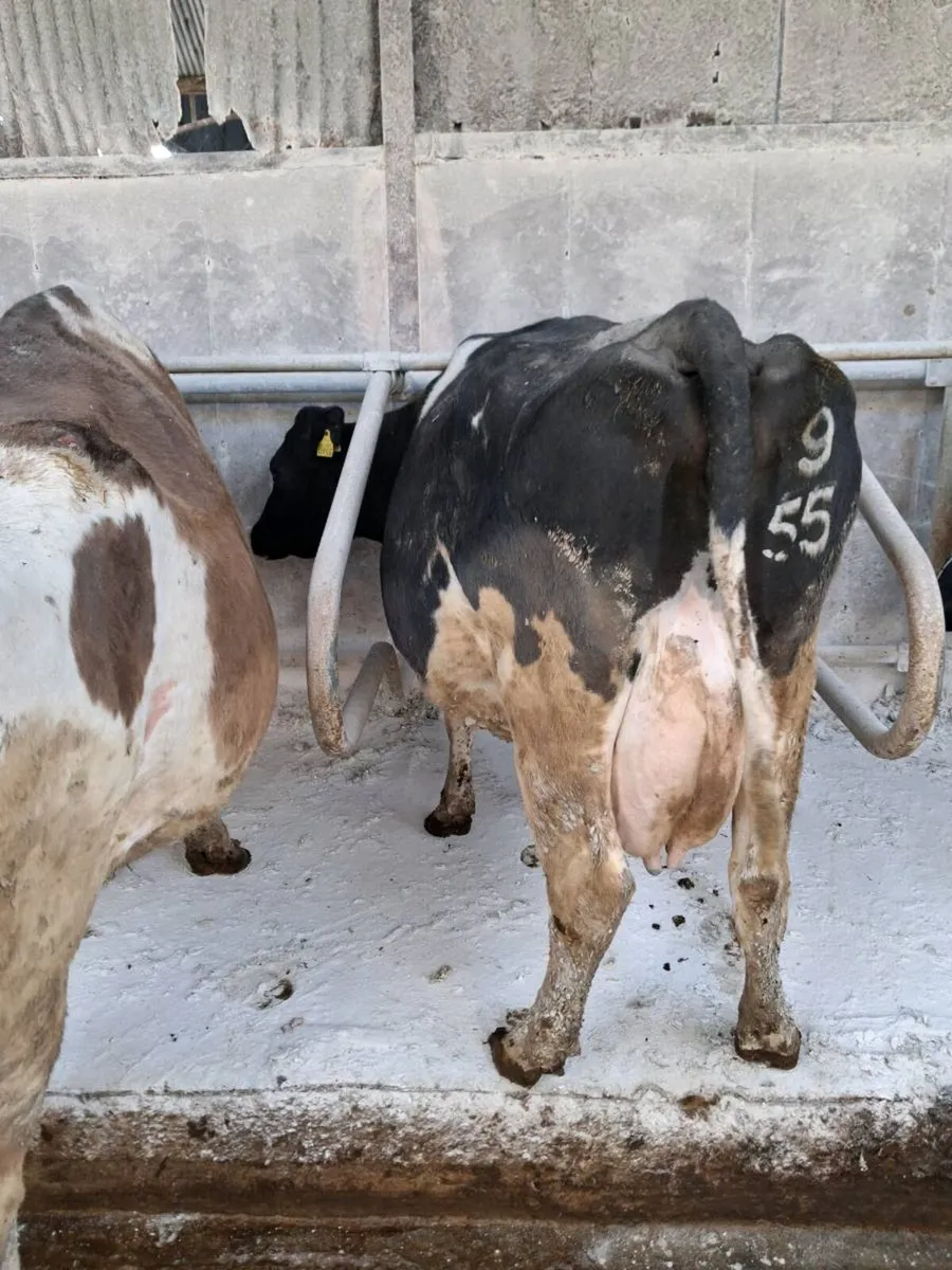 3 Friesian Cows - Image 3