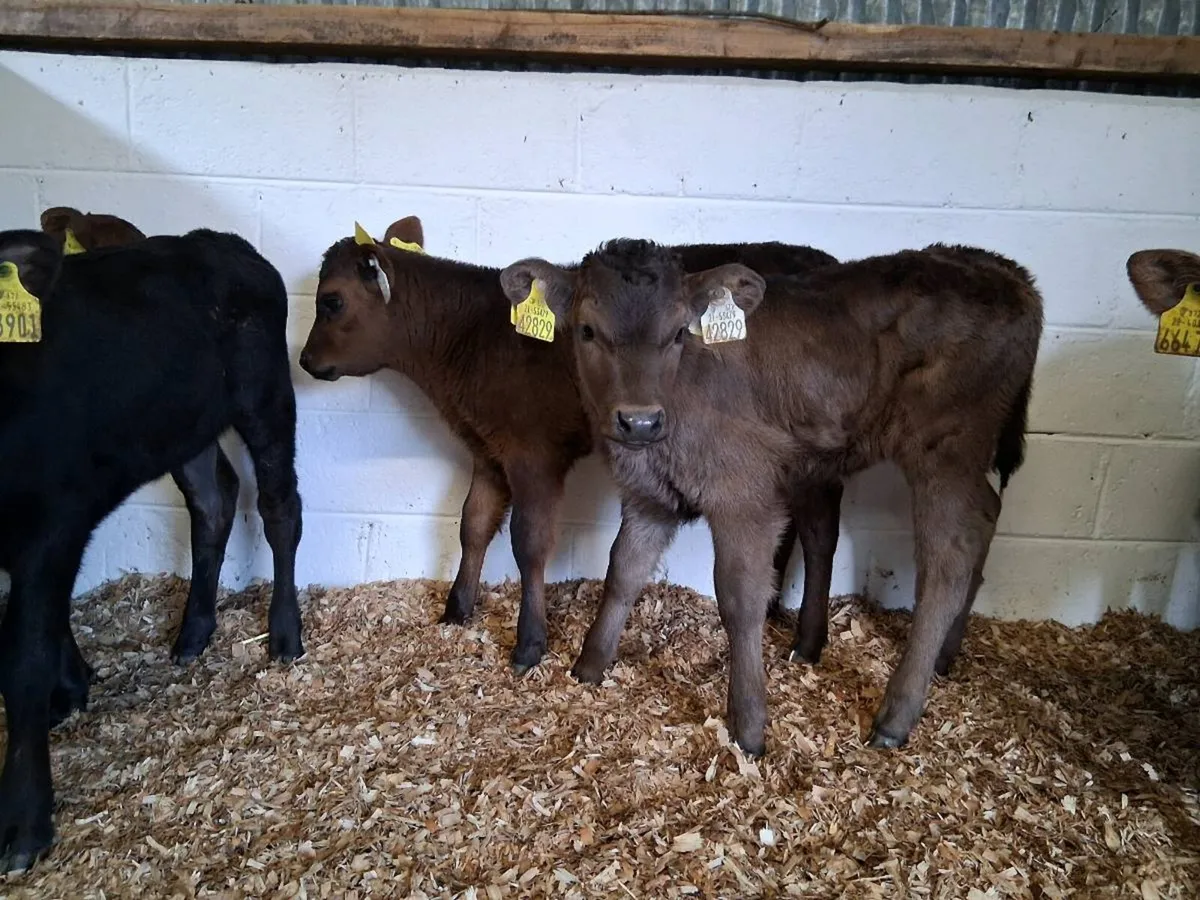 7 Heifer Cavles - Image 3