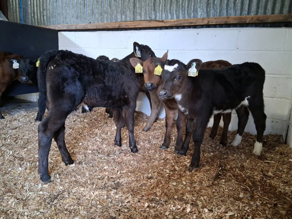 7 Heifer Cavles - Image 4