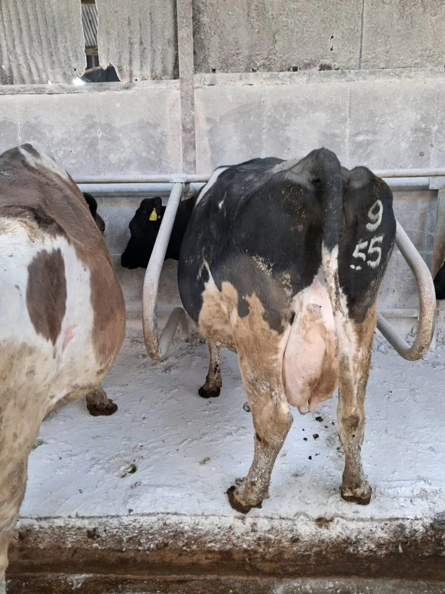 3 Friesian Cows - Image 4