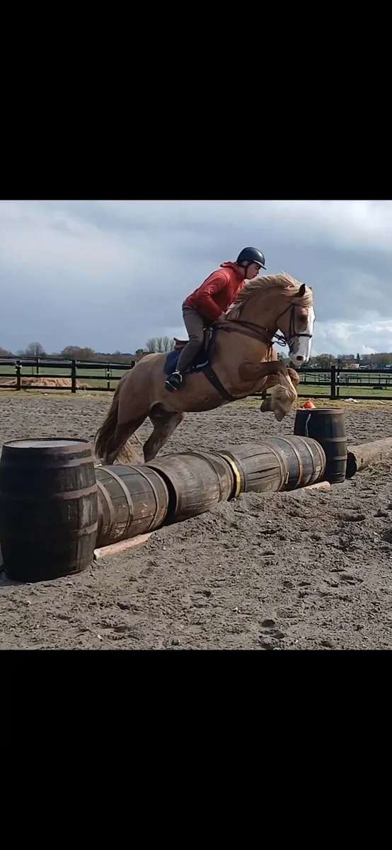 16hh 4 year old Gelding - Image 3