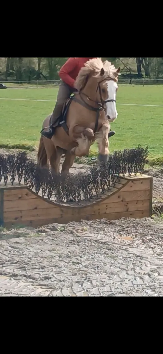 16hh 4 year old Gelding - Image 4