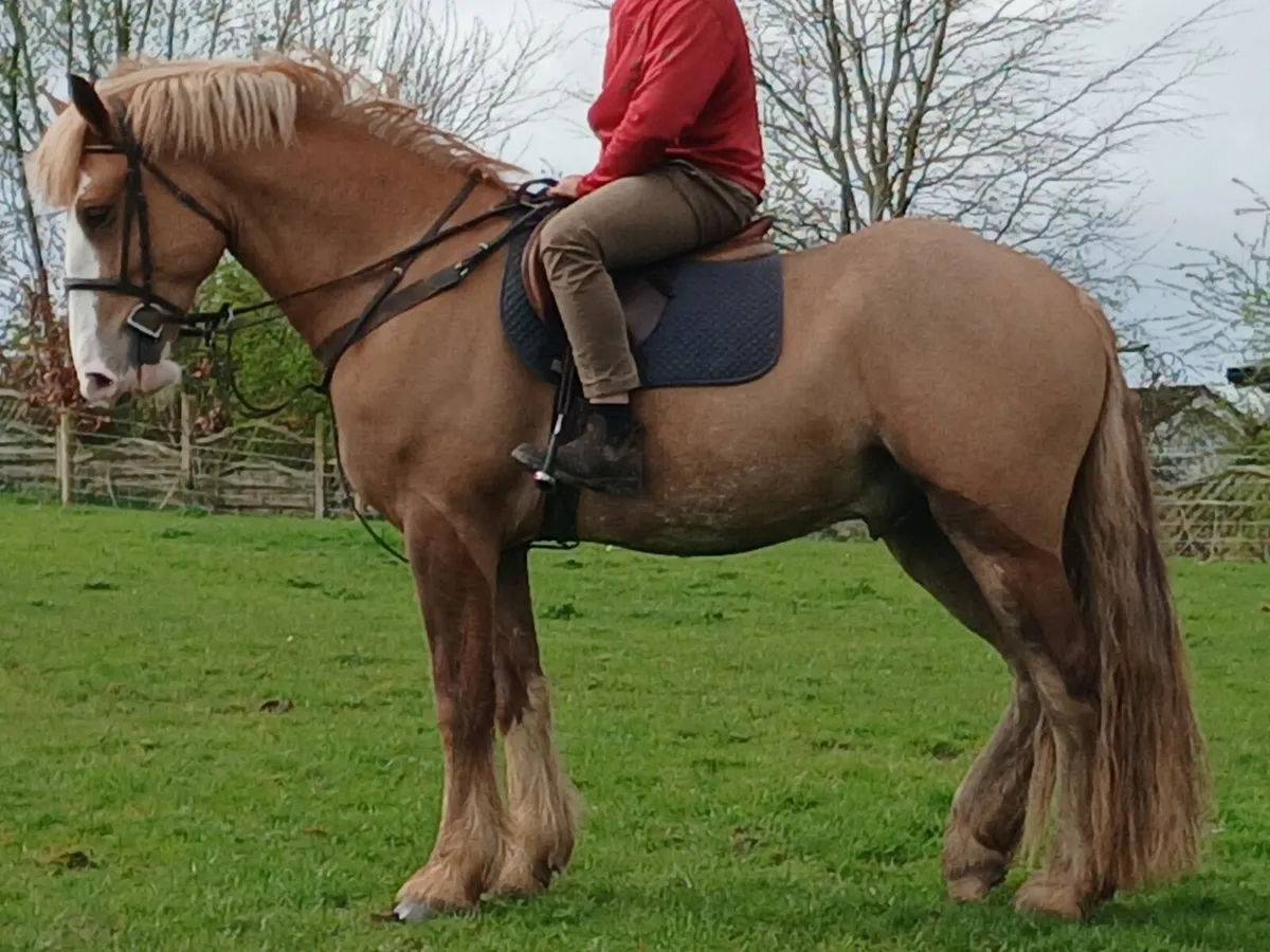 16hh 4 year old Gelding - Image 1
